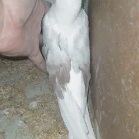 جفت جوجه کبوتر|پرنده|یزد, |دیوار