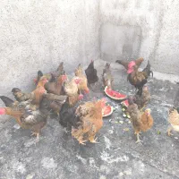 مرغ خانگی