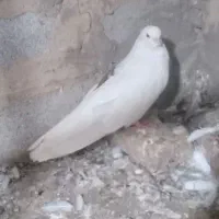 پشت خال سرخ نر|پرنده|گنبد کاووس, |دیوار