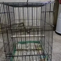 قفس برای طوطی یا عروس هلندی