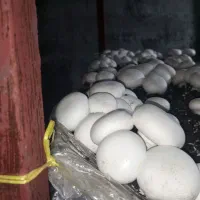 قارچ تازه درجه یک