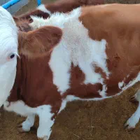 گاو|حیوانات مزرعه|شیراز, بید زرد|دیوار