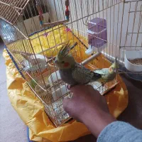 طوطی عروس هلندی بچ