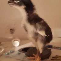 فروش جوجه های ۱۴ روزه لاری و برهمای اصیل با کیفیت|حیوانات مزرعه|رشت, چمارسرا|دیوار