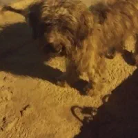 سگ شیتزو تربیت شده|سگ|امیدیه, |دیوار