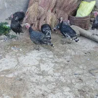 غاز و بوقلمون فروشی|حیوانات مزرعه|بیرانوند, |دیوار