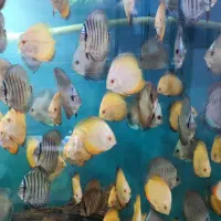 ماهی دیسکس میکس دل بیومس آرتمیا