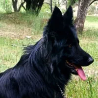 سگ ( ژرمن بلک ماده )