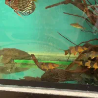 اکواریوم|ماهی|مشهد, هفده شهریور|دیوار