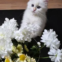 گربه بریتیش