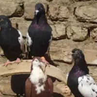 پرنده