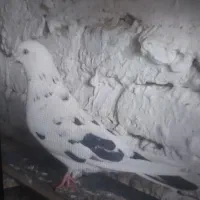 .کبوتر نرسوسکی زیربالش رنگ است دیروزگم شده|حیوانات|نیمروز, |دیوار