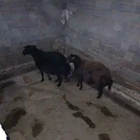 شیشک ماده و بره ماده چاق|حیوانات مزرعه|سقز, |دیوار