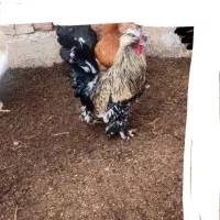 خروس سلطان