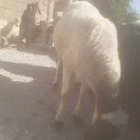 فروش یک راس میش و یک راس بز داشتی خوب