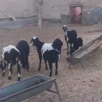 دو راس بره سیا سفید نر.وزن حدود جفتی ۶۵ کیلو