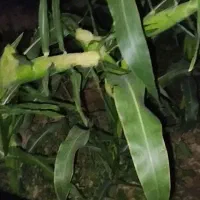 ذرت مکزیکی