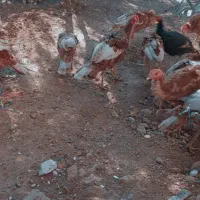 بوقلمون ۶ماهه|حیوانات مزرعه|اورامان, |دیوار