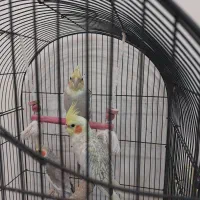 ۳ تا عروس هلندی آروم و زیبا|پرنده|کرج, شهرک بهارستان|دیوار