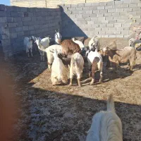 بزغاله کشتاری