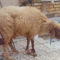 گوسفند ماده