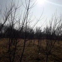 باغ الوان در روستای گوروان عجبشیر