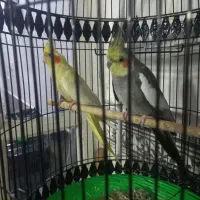 عروس هلندی معاوضه با مرغ عشق