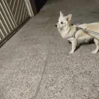 سگ  پامر اشپیتز ماده ساکت