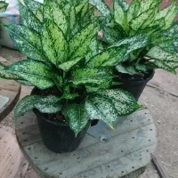 آگلونما برفی سطل7