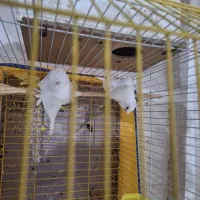 جفت مرغ عشق پروانه ای