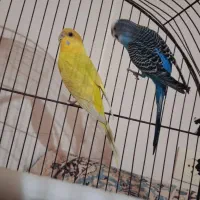 یک جفت مرغ عشق مولد و یک عدد عروس هلندی نر|پرنده|بندر ماهشهر, |دیوار