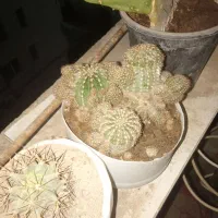 گل.گیاه کاکتوس|گل و گیاه طبیعی|هشتگرد, شهرک پارسیان|دیوار