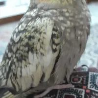 عروس هلندی گم شده