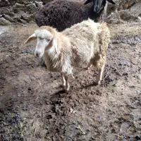 بره اوتداخ
