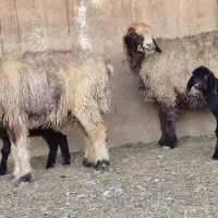 یه جفت میش بختیاری بره دار جفت برها نر هستن