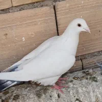 کبوتر غریبگیری|پرنده|کرج, حصارک بالا|دیوار