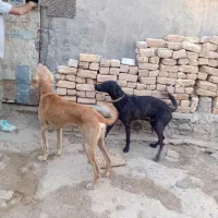 سگ تازی نر 20 میلیون