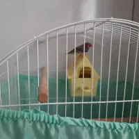 قفس و فنچ نر