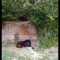 نژاد قهدر جانی
