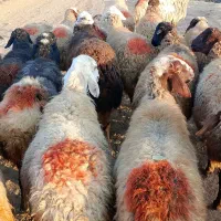 گوسفند شیشک|حیوانات مزرعه|سنندج, |دیوار