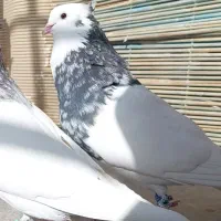 کفتر جفت|پرنده|بیرجند, |دیوار