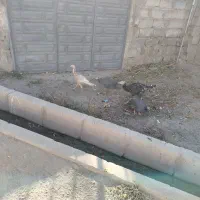 بوقلمون گوشتی