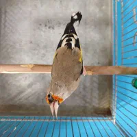 سهره دورگ تازه زیر دهنی