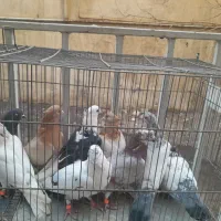 کفتر|پرنده|کرج, حیدرآباد|دیوار