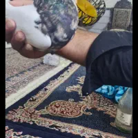 کفتر خوش قیمت