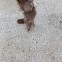 سگ پا کوتاه