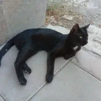 پیشی خوب