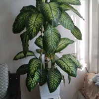 گل دیفن باخیا