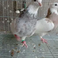 جفت طوقی اصیل|پرنده|خورموج, |دیوار