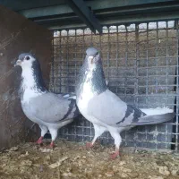 کفتر دمگیر کینگ یا کفتر مرغی